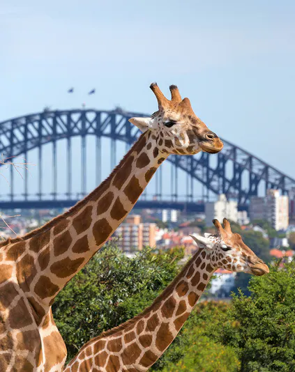 Giraffes at Taronga Zoo with Sydney Harbour Bridge in the background.