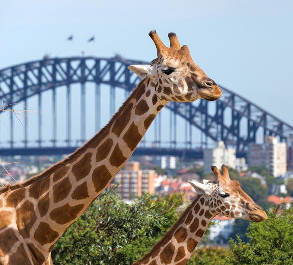 Giraffes at Taronga Zoo with Sydney Harbour Bridge in the background.