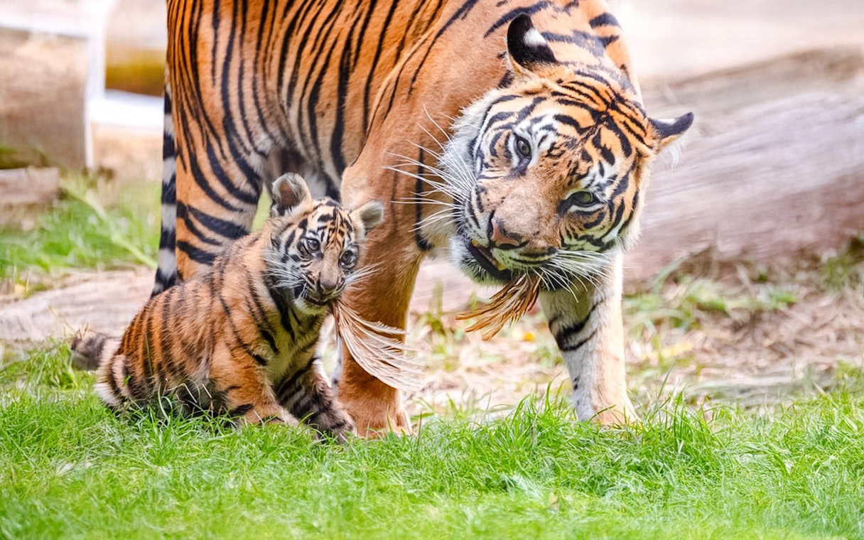 Tiger and cub at London Zoo on grass.