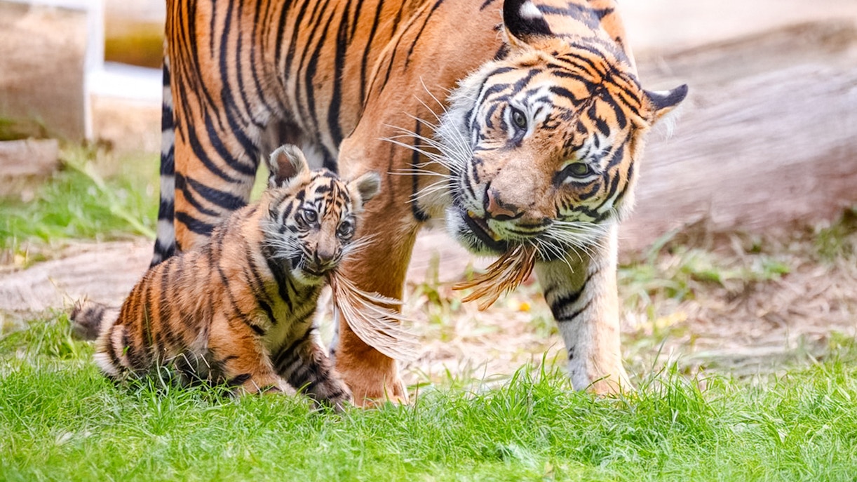 Tiger and cub at London Zoo on grass.