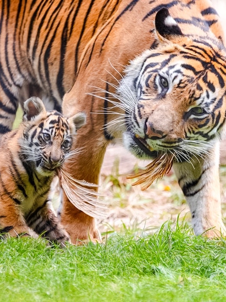 Tiger and cub at London Zoo on grass.