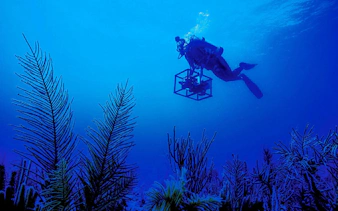 Diver exploring underwater flora at Marina Bay Sands ocean journey.