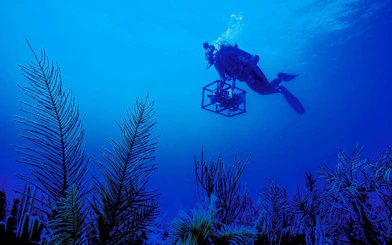 Diver exploring underwater flora at Marina Bay Sands ocean journey.