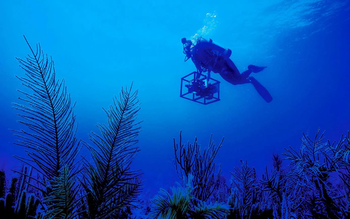 Diver exploring underwater flora at Marina Bay Sands ocean journey.