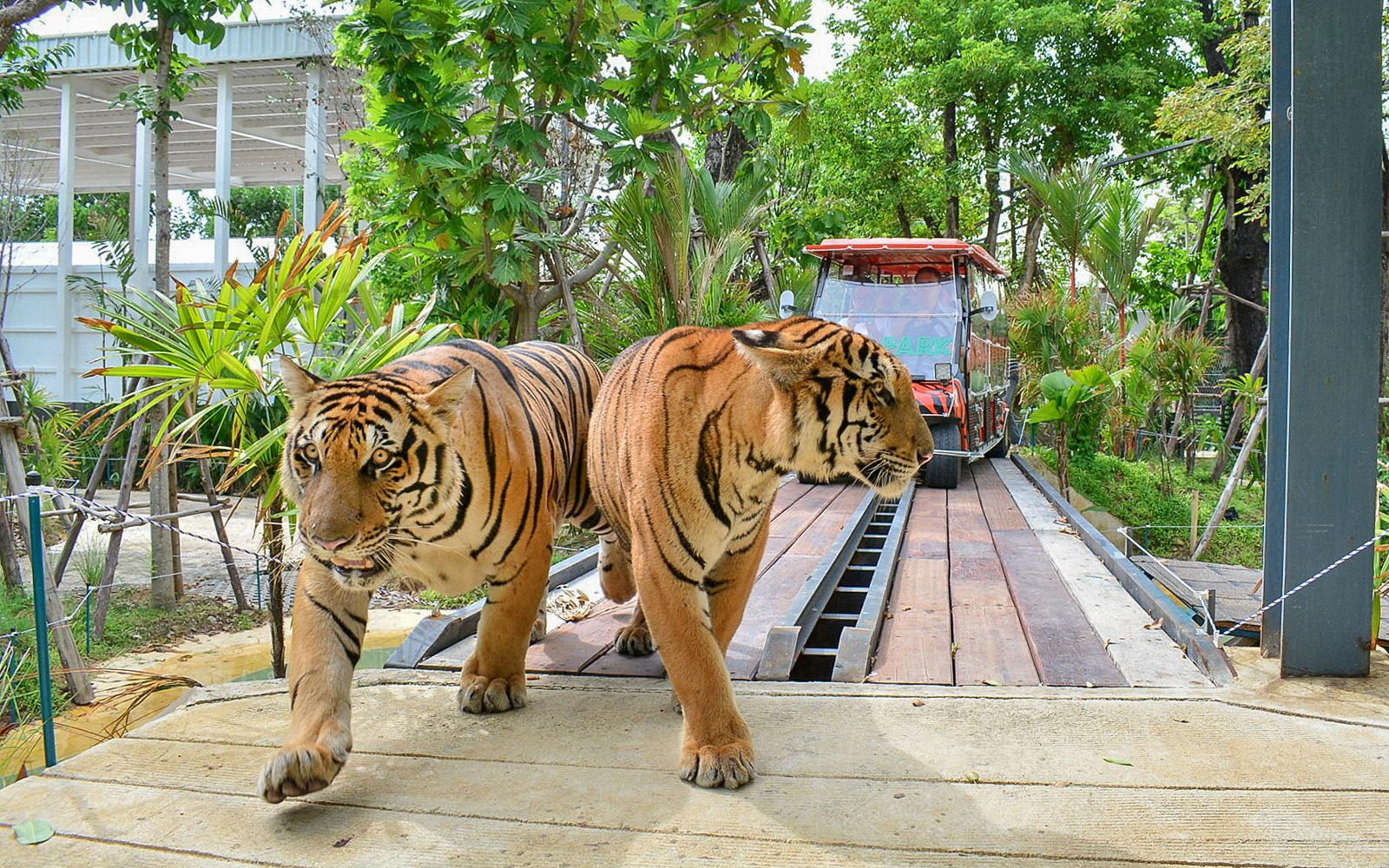 Tigers walking near a sightseeing safari car in a forest setting.