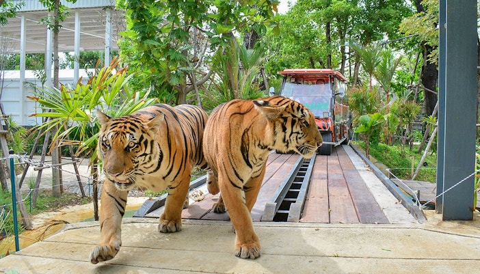 Tiger Park Pattaya