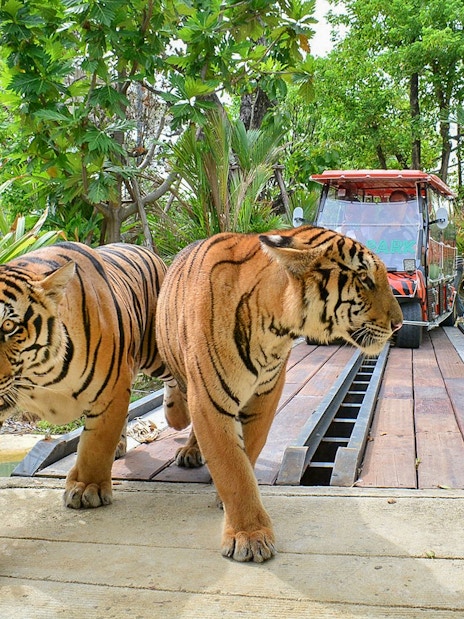 Tigers walking near a sightseeing safari car in a forest setting.