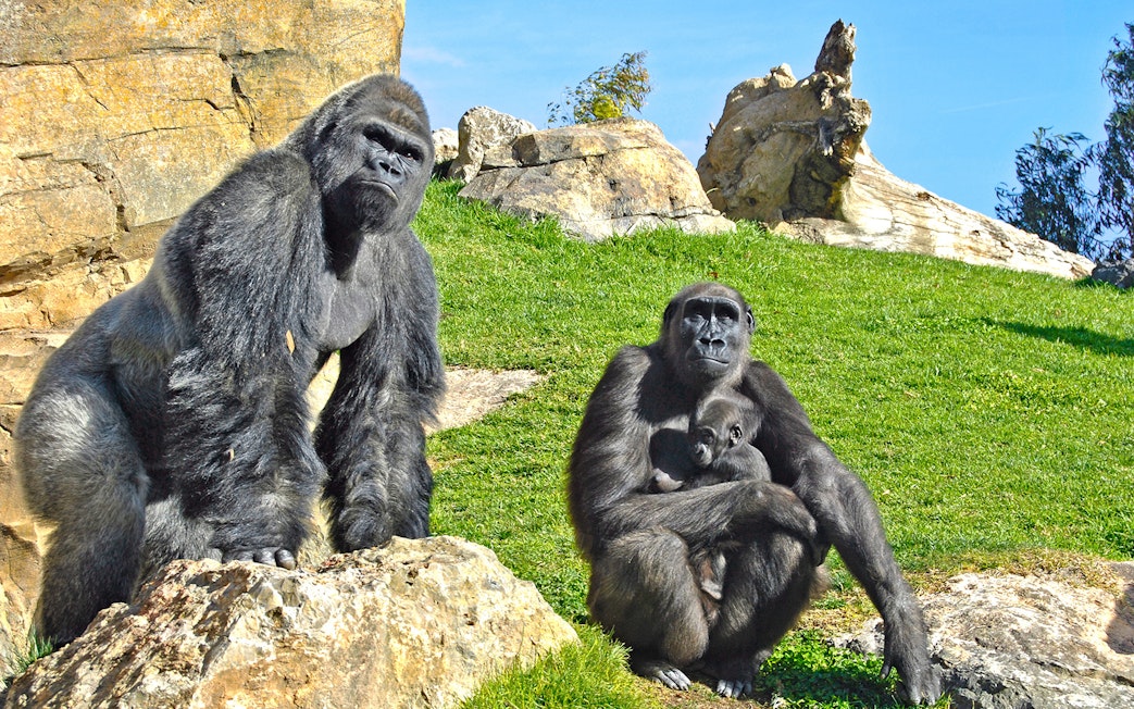 Gorillas resting on rocks at Bioparc Valencia.