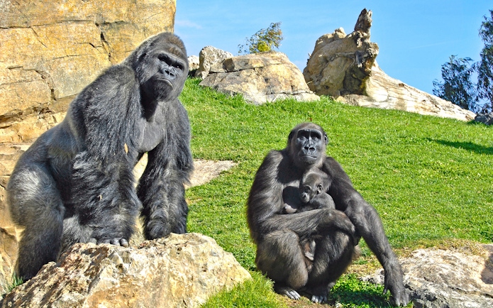 Gorillas resting on rocks at Bioparc Valencia.