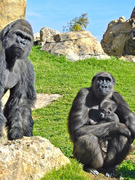 Gorillas resting on rocks at Bioparc Valencia.