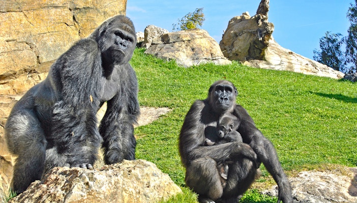 Gorillas resting on rocks at Bioparc Valencia.