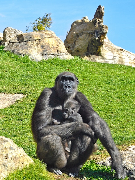 Gorillas resting on rocks at Bioparc Valencia.