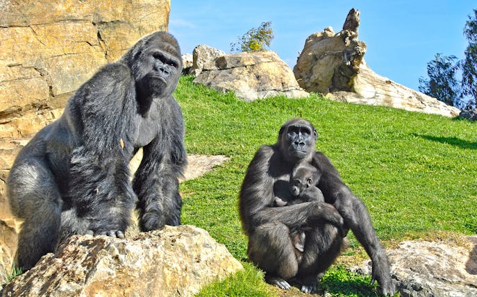 Gorillas resting on rocks at Bioparc Valencia.