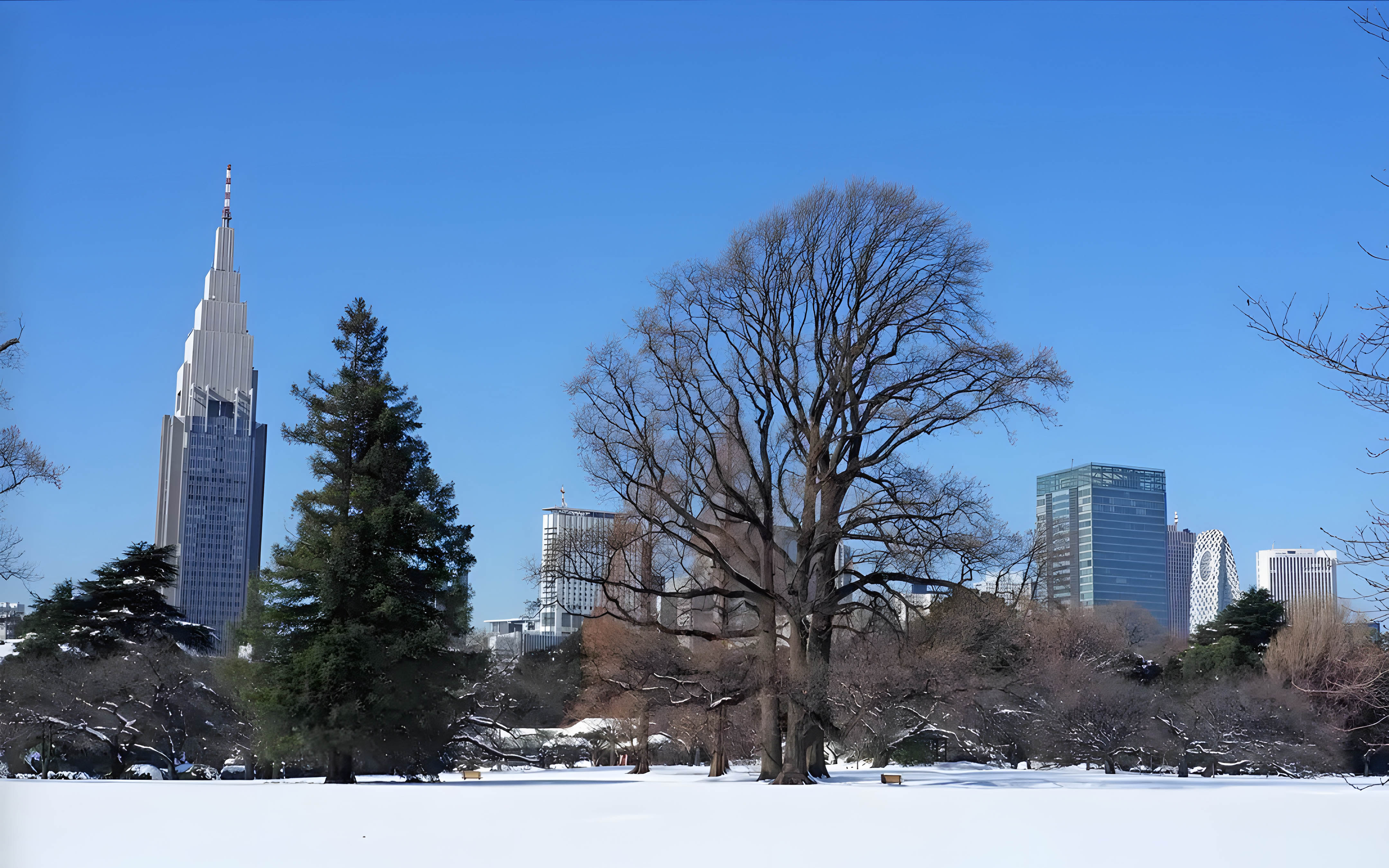 Shinjuku Gyoen with snow-covered grounds and city skyline in Tokyo.