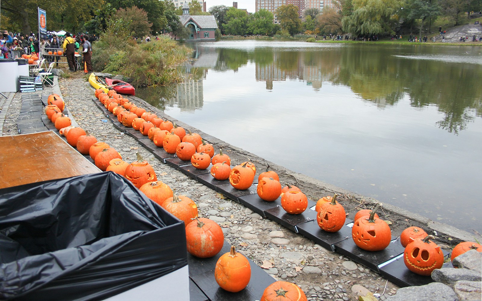 Carved pumpkins lined up by the lake for Halloween flotilla in Central Park, NYC.