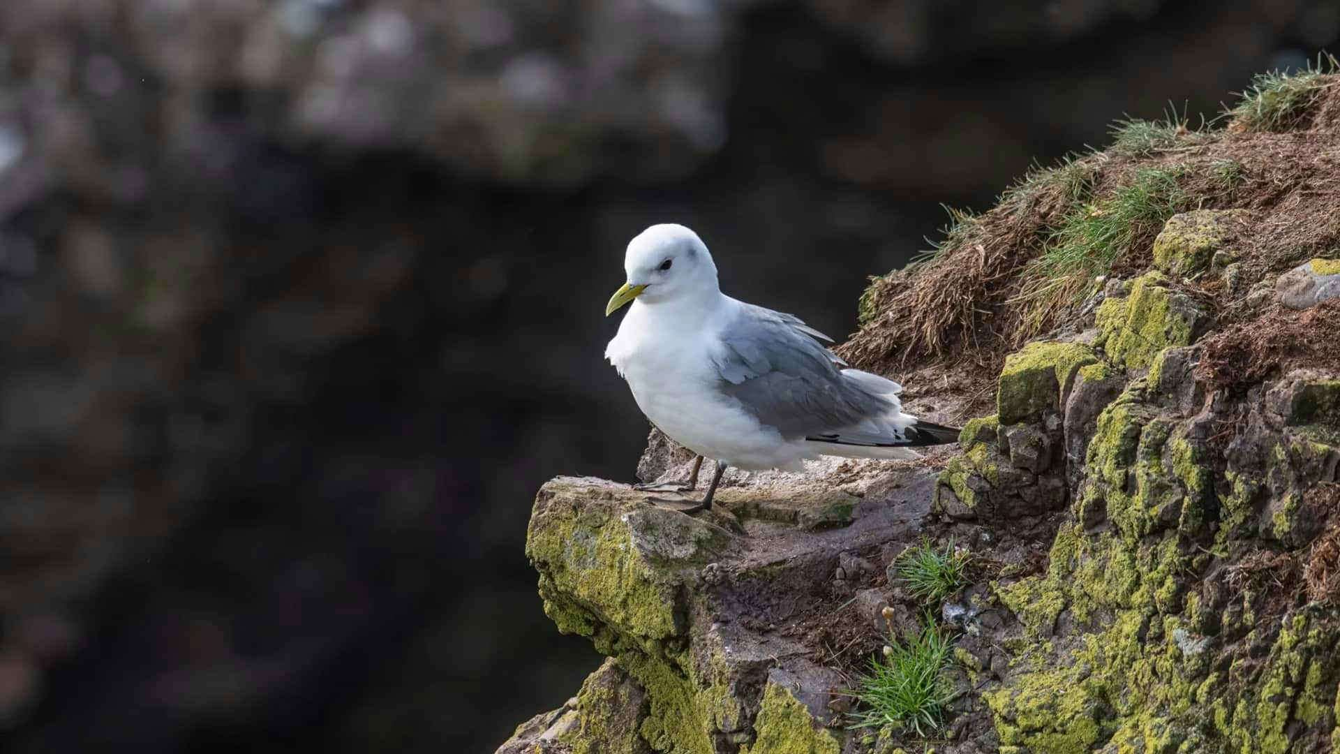 Black-legged Kittiwake perched on a mossy cliff edge.