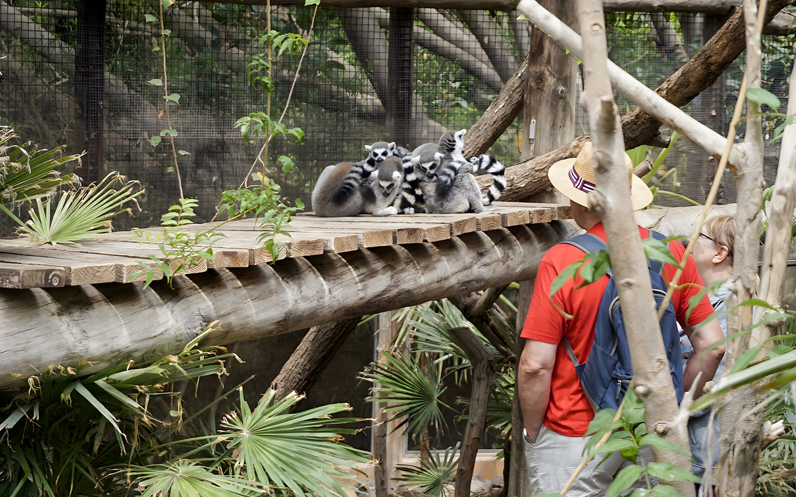 Tourists observing lemurs at Jungle Park Tenerife.