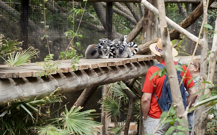 Tourists observing lemurs at Jungle Park Tenerife.