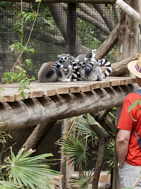 Tourists observing lemurs at Jungle Park Tenerife.