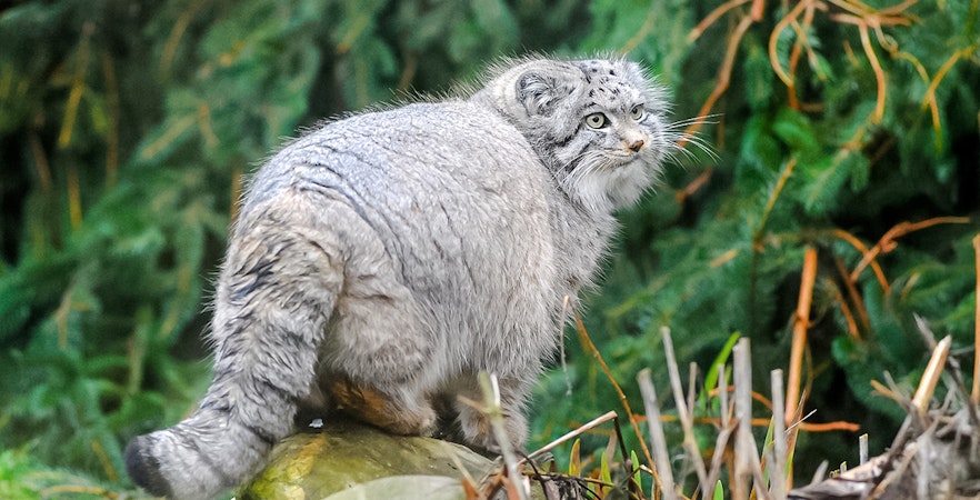 Pallas's cat standing on a rock at Edinburgh Zoo.
