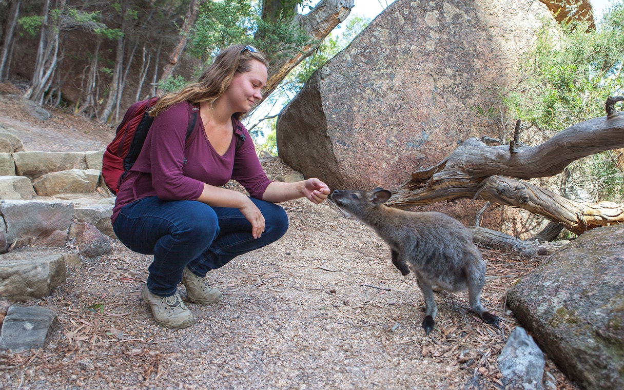 Person feeding a wallaby at Freycinet National Park, Tasmania.