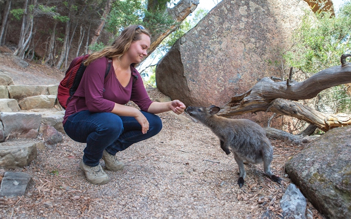 Person feeding a wallaby at Freycinet National Park, Tasmania.