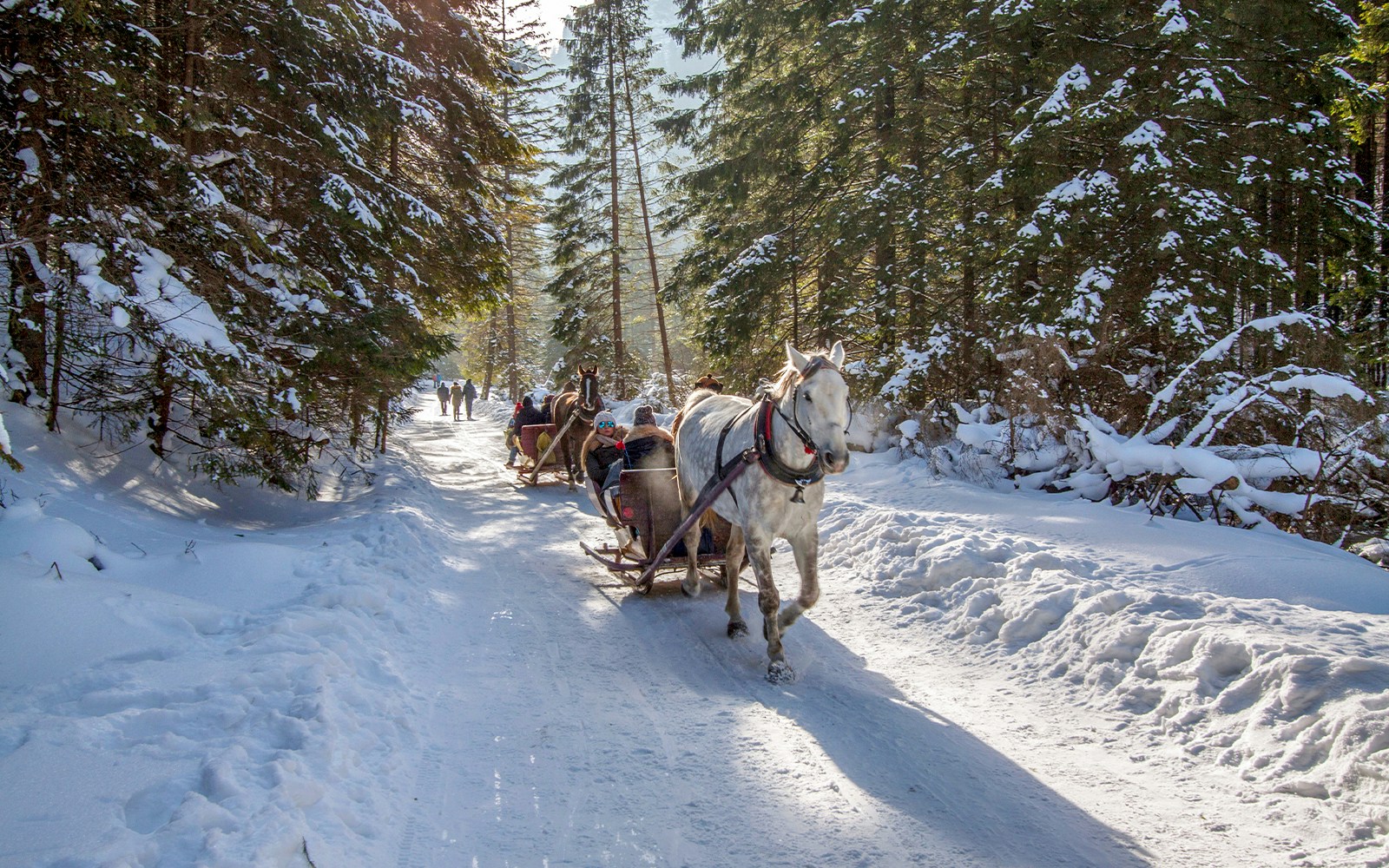 Sleigh rides in Zakopane