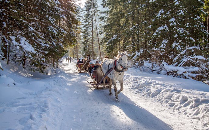 Horse-drawn sleigh ride through snowy forest in Zakopane, Poland.
