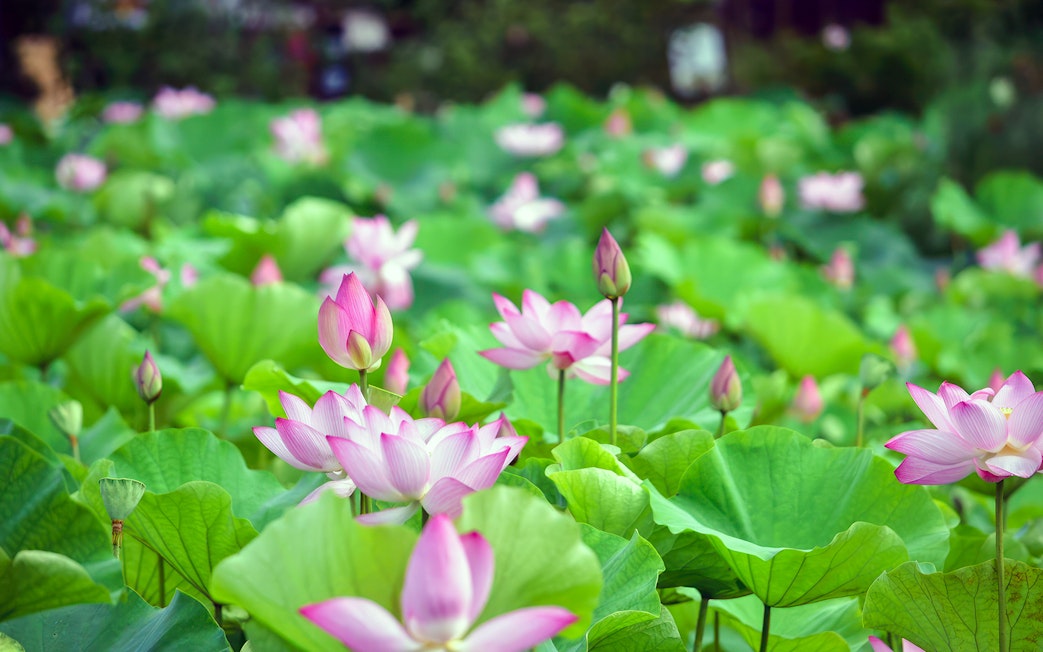 Lotus flowers in bloom at Southeast Botanical Gardens.