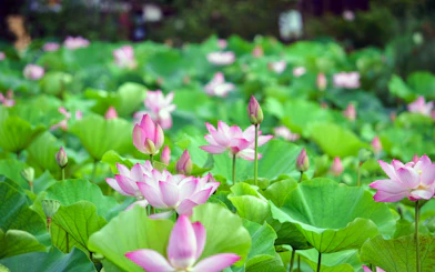 Lotus flowers in bloom at Southeast Botanical Gardens.