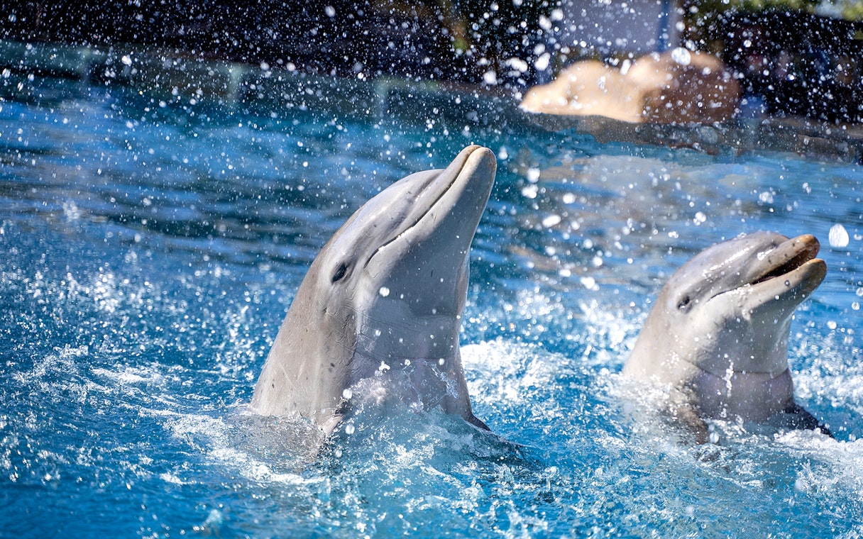 Dolphins performing at Selwo Marina, splashing in the water.