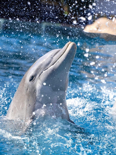 Dolphins performing at Selwo Marina, splashing in the water.