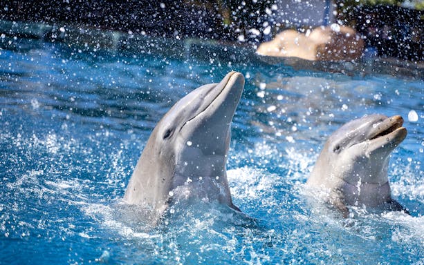 Dolphins performing at Selwo Marina, splashing in the water.