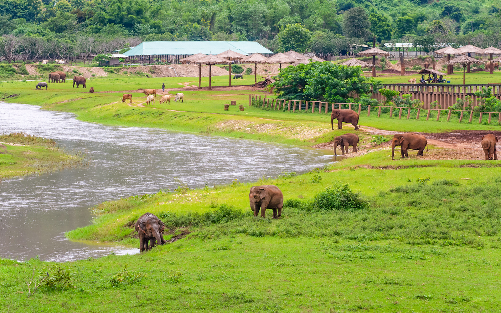 Elephants grazing by a river at Mae Wang Elephant Camp, Chiang Mai, Northern Thailand.