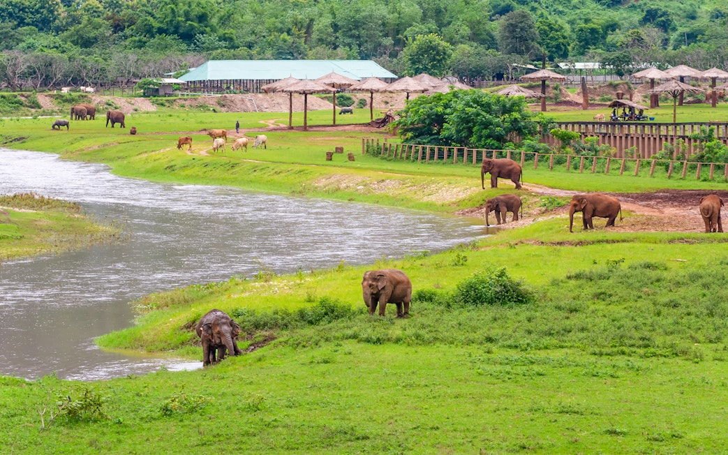 Elephants grazing by a river at Mae Wang Elephant Camp, Chiang Mai, Northern Thailand.