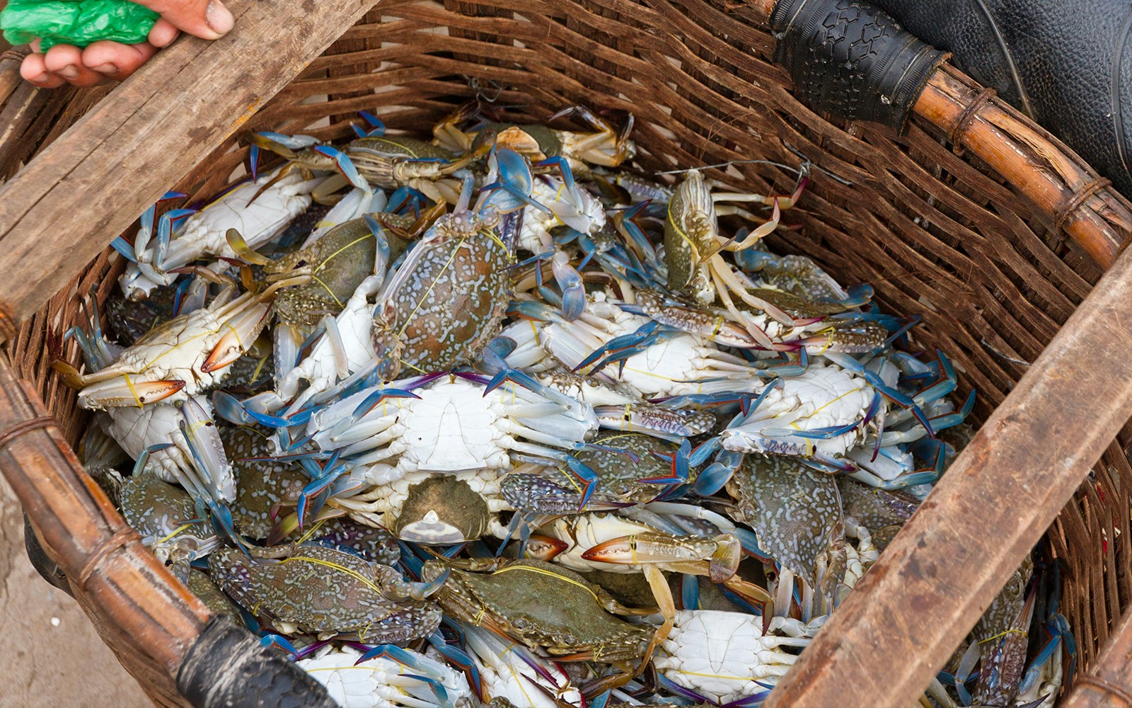 Freshly caught blue crabs in a basket, Phu Quoc, Vietnam.