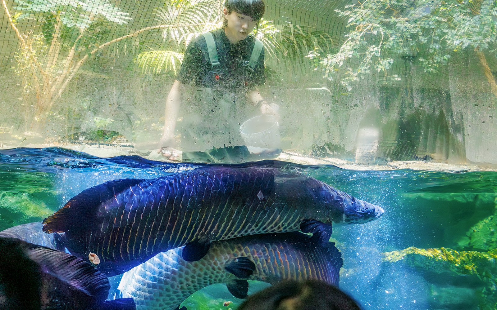 Tourists exploring SEA LIFE Bangkok Rainforest Adventure, featuring exotic marine life and lush greenery in Thailand