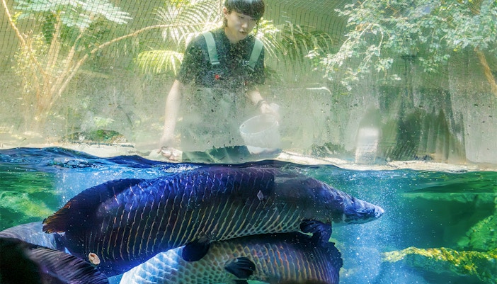Tourists exploring SEA LIFE Bangkok Rainforest Adventure, featuring exotic marine life and lush greenery in Thailand