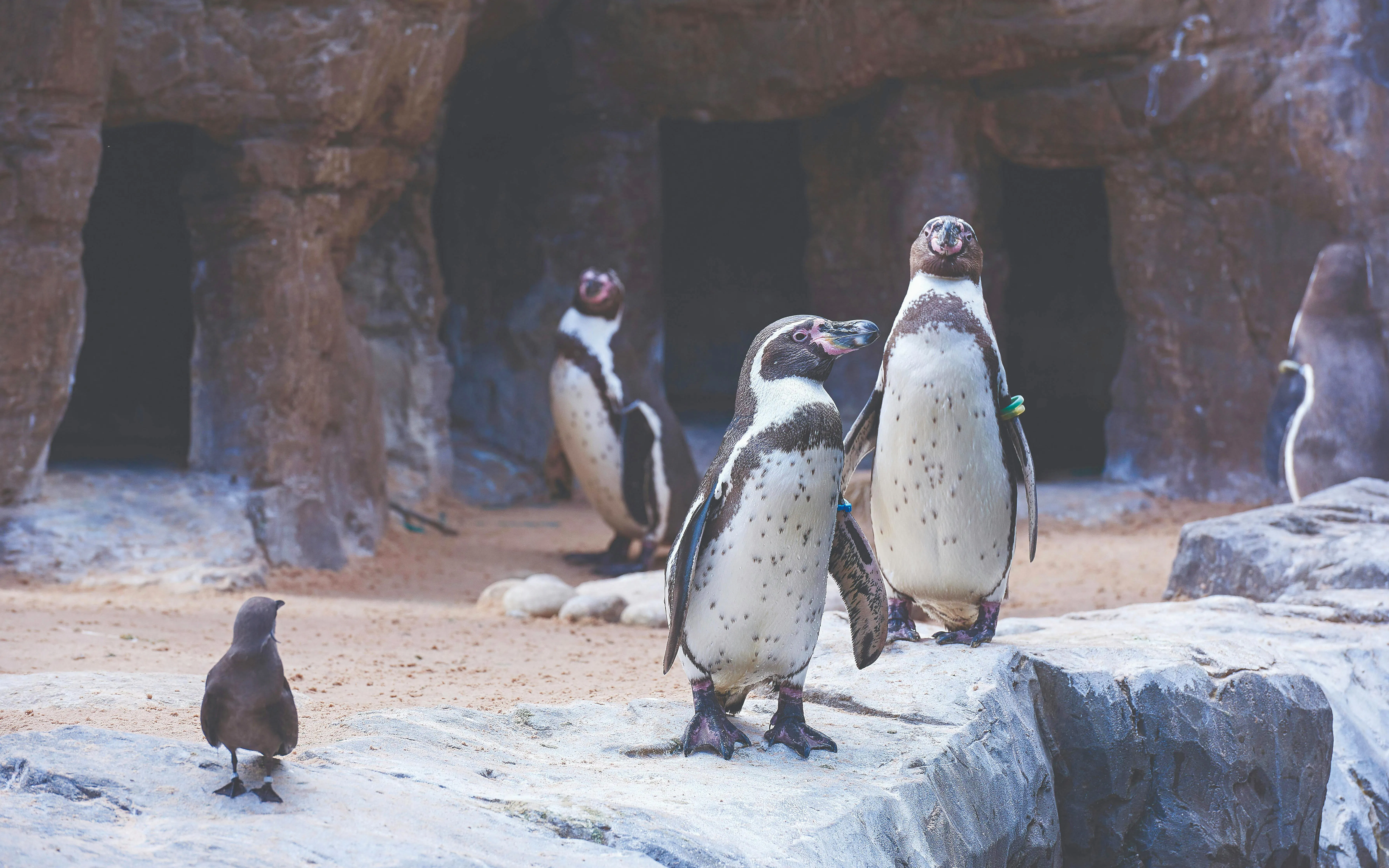 Oceanarium: The Bournemouth Aquarium Tickets Image 12