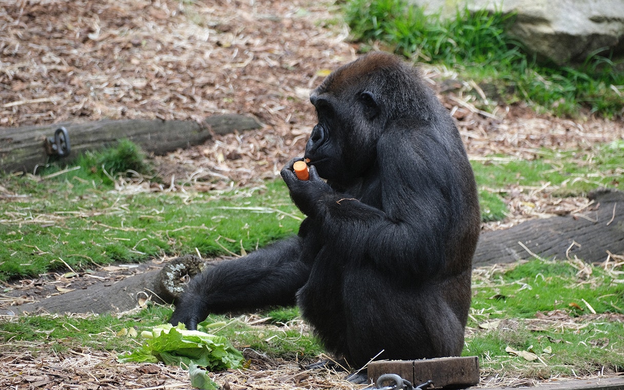 Gorilla eating a carrot at ZSL London Zoo.
