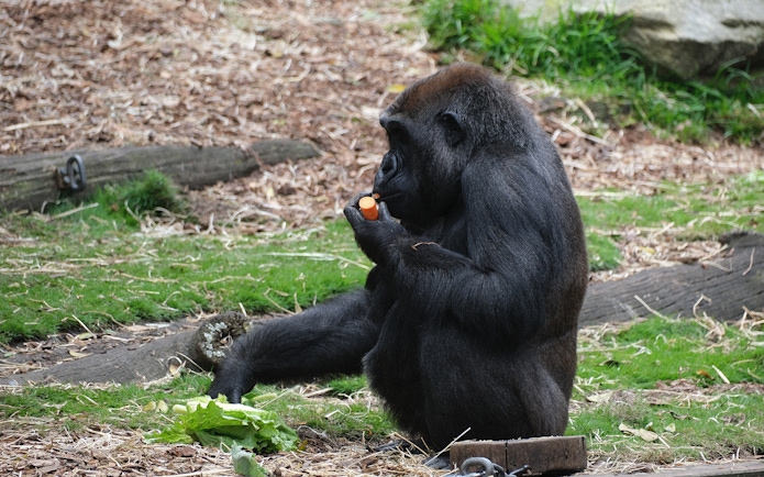 Gorilla eating a carrot at ZSL London Zoo.