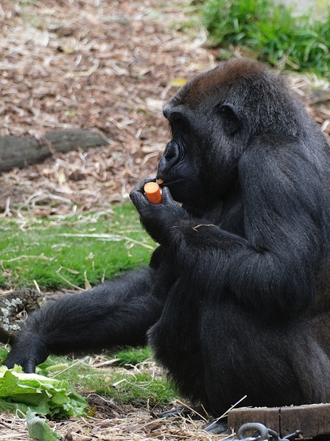 Gorilla eating a carrot at ZSL London Zoo.