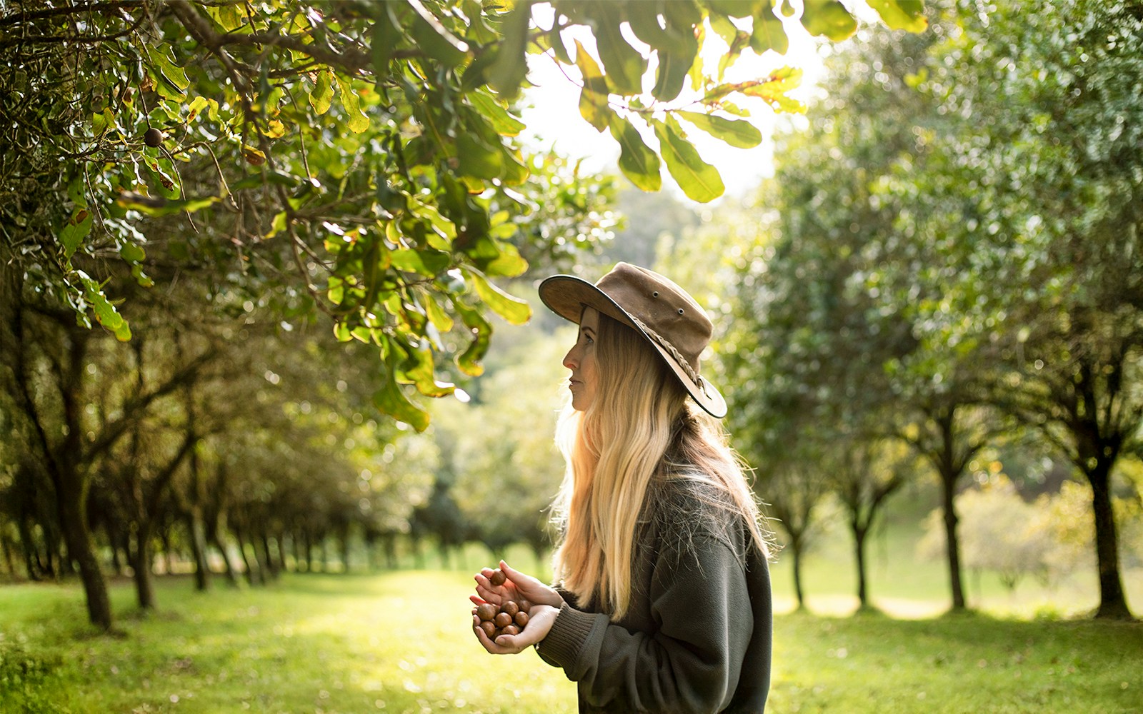Woman walking through Macadamia nut orchard, collecting some nuts