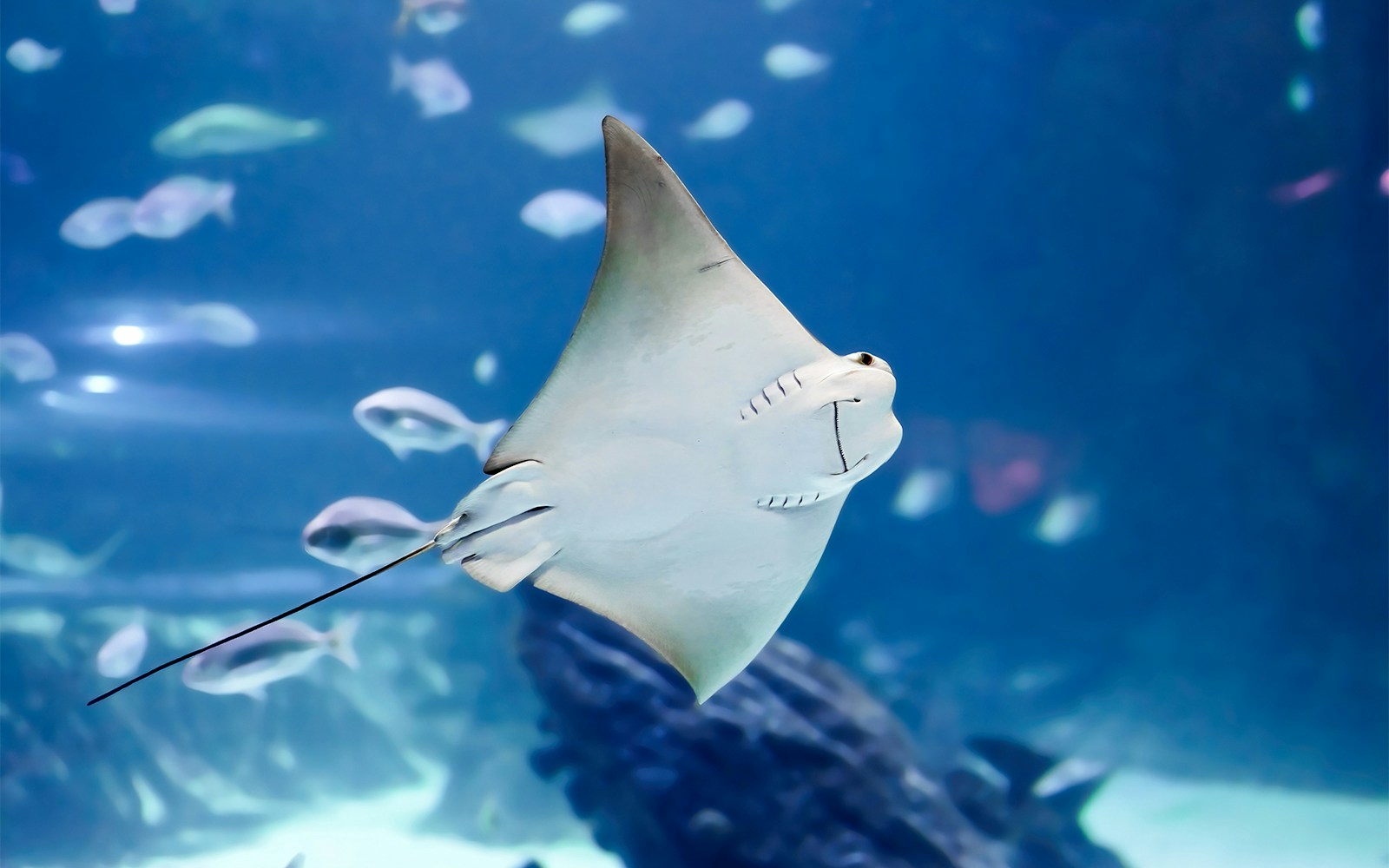 Ray swimming in Dubai Aquarium during Ray Encounters experience.