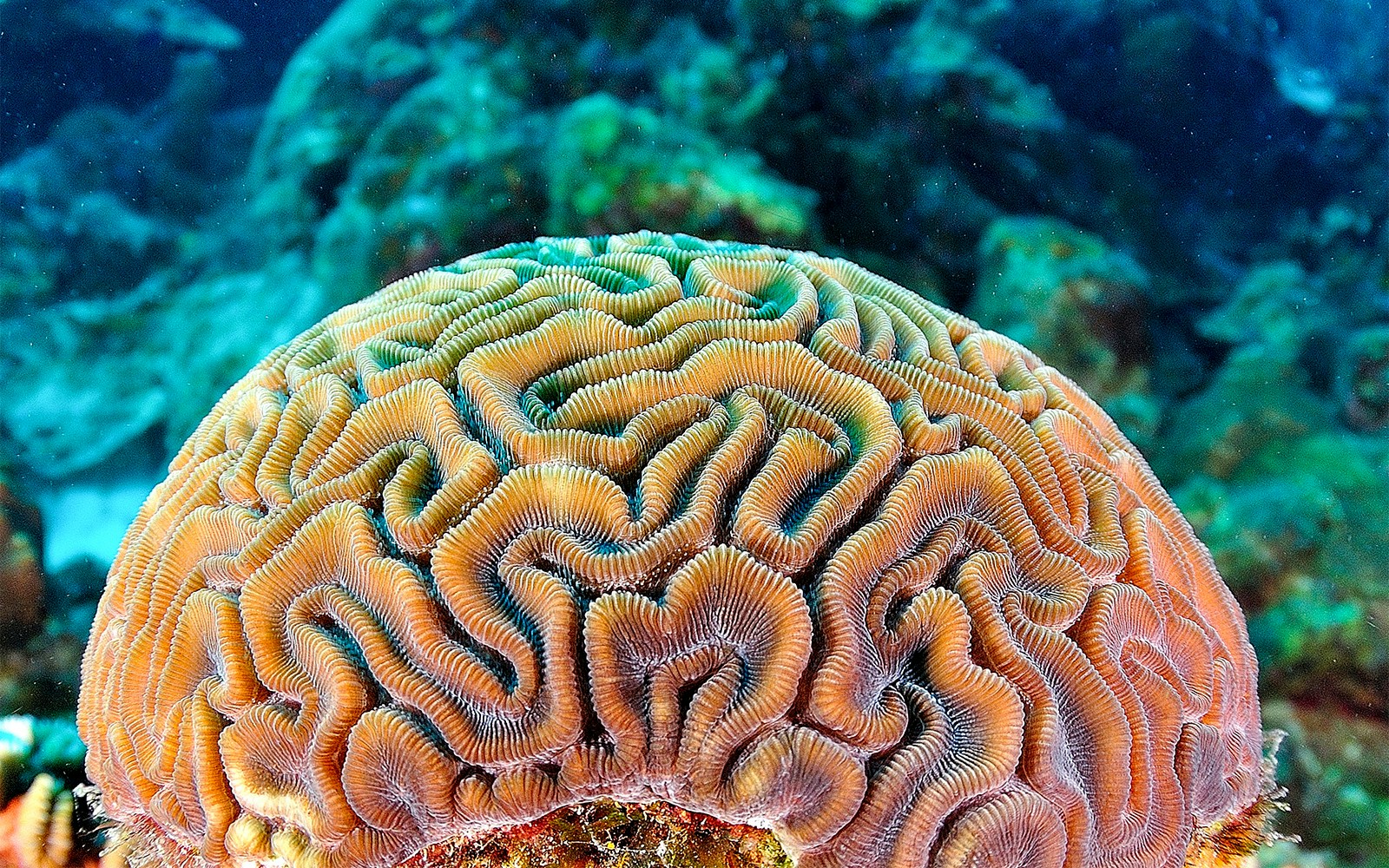 Brain coral at Oceanario Lisboa exhibit.