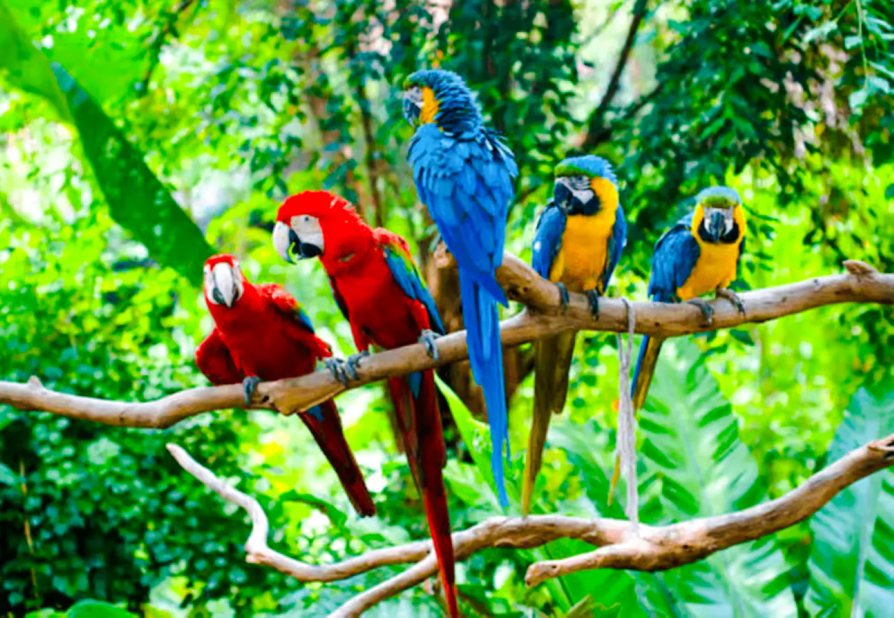 fra cusco: 3-dagers tur til manu nasjonalpark-6