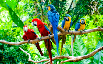 from cusco: 3-day manu national park tour-6