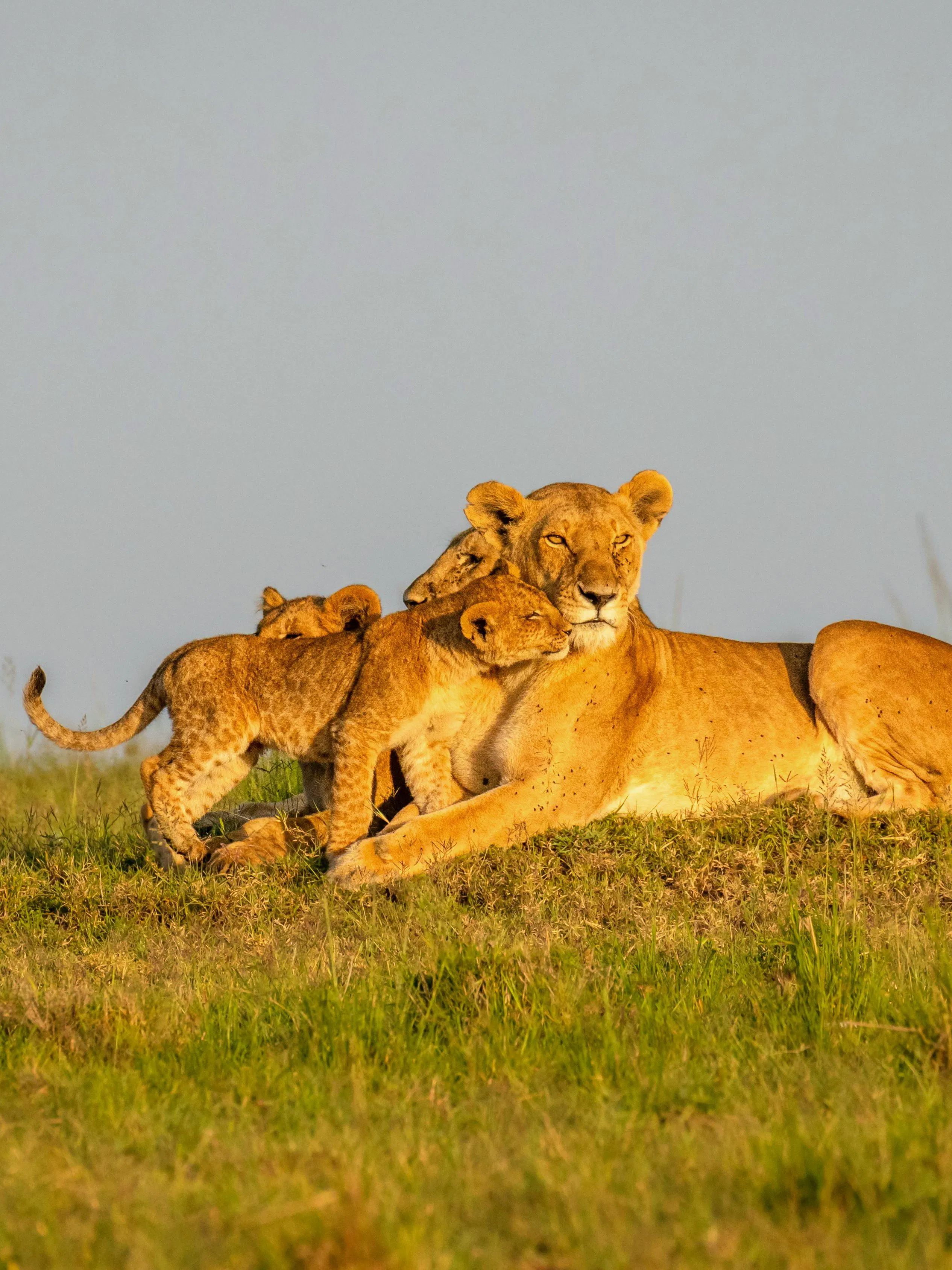 Lion pride basking in morning sun at Olare Motorogi Conservancy, Masai Mara, Kenya.