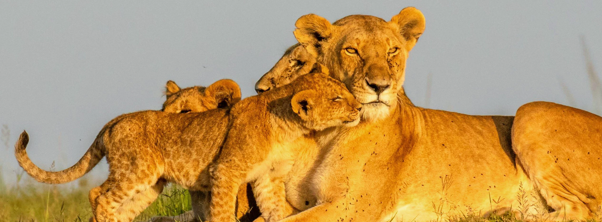 Lion pride basking in morning sun at Olare Motorogi Conservancy, Masai Mara, Kenya.