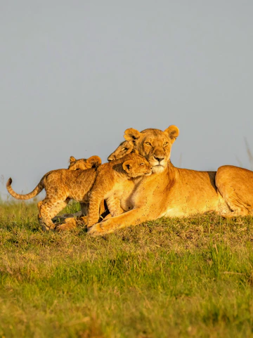 Lion pride basking in morning sun at Olare Motorogi Conservancy, Masai Mara, Kenya.